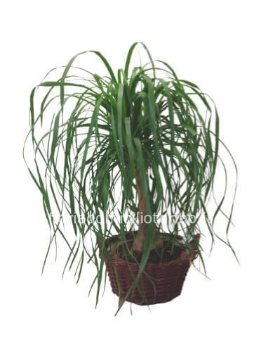 Pianta di beucarnea altezza 60 cm- diam vaso 20