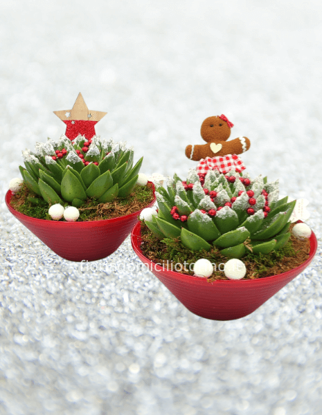Echeveria in vaso con addobbi natalizi.