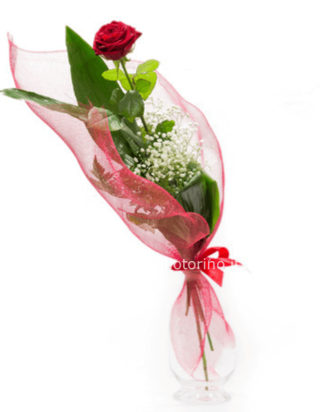 Rosa rossa confezionata