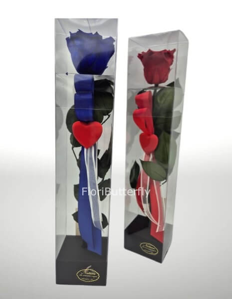 Rosa rossa media stabilizzata