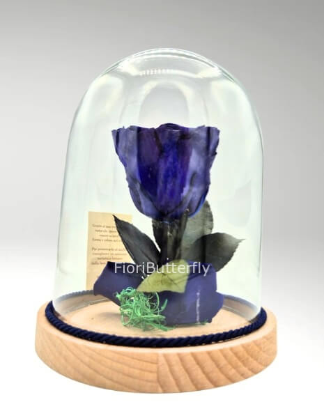 Campana piccola rosa blu stabilizzata