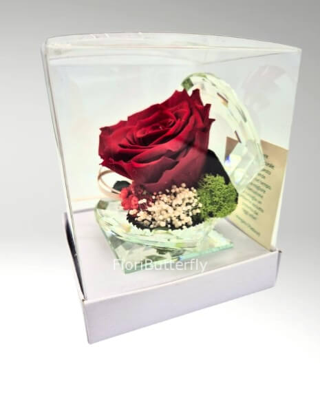 Ostrica grande con rosa rossa stabilizzata